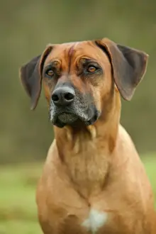 Jean Michel Labat Photography Stampe: Rhodesian Ridgeback
