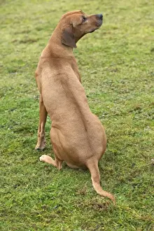 Dog Sitting Images Stampe: Rhodesian Ridgeback - sitting
