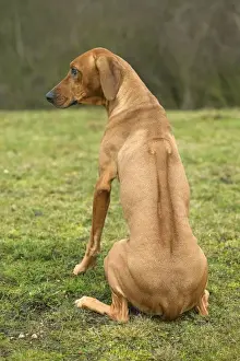 Rhodesian Ridgeback Breed Stampe: Rhodesian Ridgeback - sitting, back view