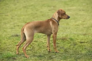 Jean Michel Labat Art Prints Stampe: Rhodesian Ridgeback - young