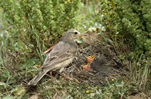 New Zealand Native Birds Stampe: Richard's Pipit