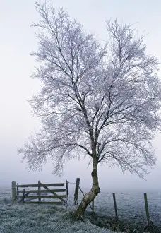 Paul Van Gaalen Artwork Stampe: Rimed Tree