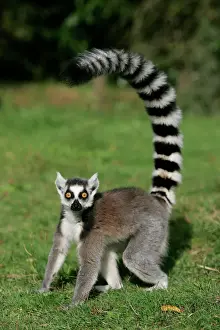 Stampe di Wat-9406 lemure a cauda di anello lemur catta distribuzione: Madagascia M. Watson Prendere nota che i stampati sono destinati solo allo scopo personale e potrebbero non essere riprodotti in alcun modo Lemuridae Stampe: Lemure a coda di anello