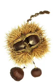 Jean Michel Labat Prints Stampe: Roast Chestnuts In casing