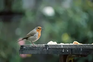 Garden Bird Feeder Stampe: Robin - at bird table