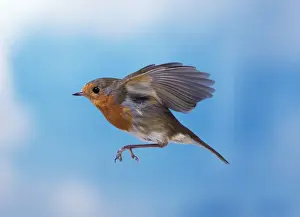Garden Bird Photography Stampe: Robin - in flight