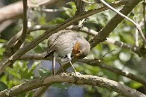 Erithacus Rubecula Photo Stampe: Robin Preening