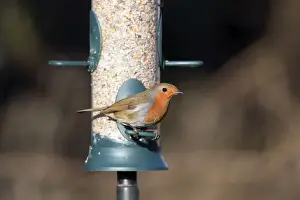 Bird Feeder Photos Stampe: Robin - on seed feeder - Cornwall - UK