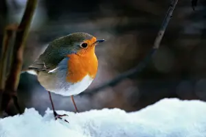 Johan De Meester Art Stampe: Robin - On snow
