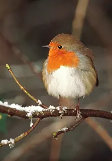 Stampe di CAN-1862-c Robin UK Erithacus rubecula John Cancalosi Si prega di notare che le stampe sono destinate solo a scopi di visualizzazione personale e potrebbero non essere riprodotte in alcun modo Pettirosso Stampe: Robina Regno Unito