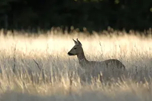 John Daniels Artwork Stampe: Roe Deer US