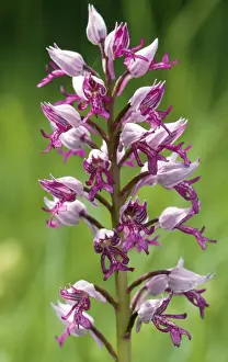 Orchis Militaris Stampe: ROG-9178