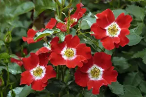 Rose Plant Stampe: Rosa Eyepaint