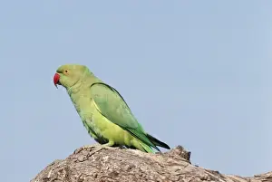 Psittacula Krameri Species Stampe: Rose-ringed Parrakeet