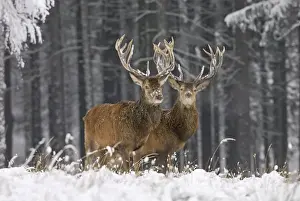 German Wildlife Pictures Stampe: Rothirsch