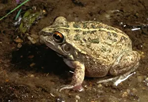 Australian Frogs Stampe: Rough frog - a burrowing frog