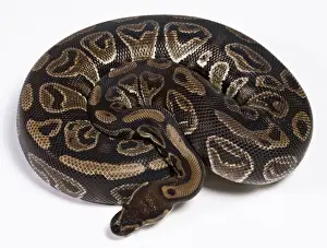 Reptile Photography Africa Stampe: Royal / Ball Python - Africa