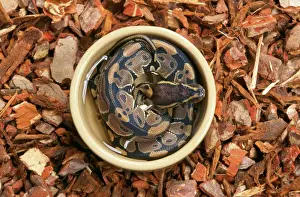 Serpente Stampe: Python regale/ balla nella ciotola d'acqua
