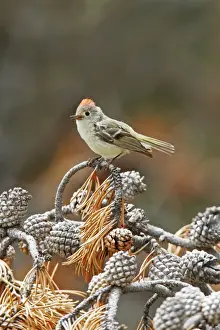 Personal Use Bird Prints Only Stampe: Ruby-crowned Kinglet