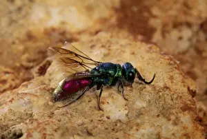 Insect Close Up Photos Stampe: Ruby-tailed Wasp