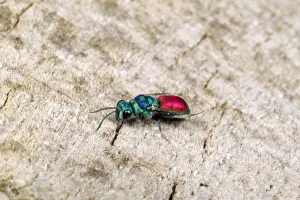 Wildlife Wall Art For Home Stampe: Ruby-tailed Wasp UK