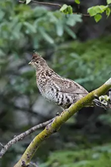 North American Birds Images Stampe: Ruffed Grouse