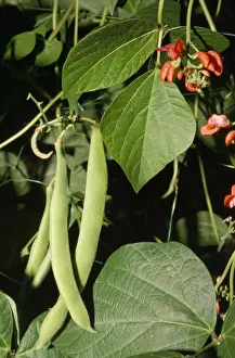Plant Photography Stampe: Runner Beans