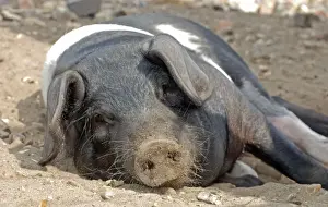 Agricultural Mammals Stampe: Saddleback Pig - sunbathing