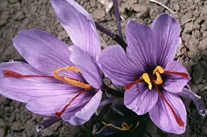 Close Up Flower Stampe: Saffron Crocus - source of saffron. (Stigmas used) Greece