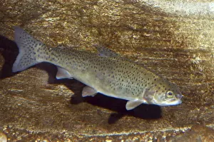Edible Fish Species Stampe: Salmon