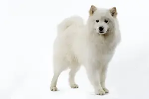 Samoyed Dog Breed Stampe: Samoyed