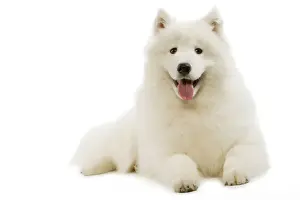 White Fluffy Dogs Stampe: Samoyed - lying down