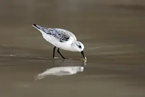 Wildlife Photography Prints Online Stampe: Sanderling