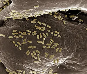 Scanning Electron Microscope Images Stampe: Scanning Electron Micrograph (SEM): E