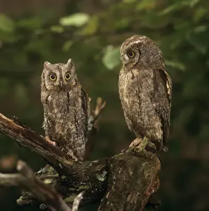 Birds Perched On Branch Stampe: Scops Owl - pair