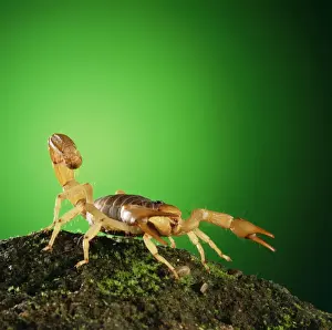 Ardea Wildlife Prints For Home Decor Stampe: Scorpion