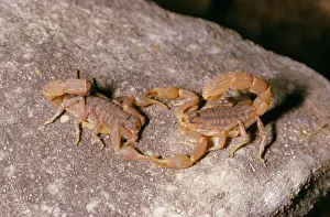 Arachnid Wildlife Photography Stampe: Scorpions - mating dance