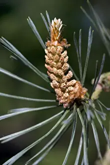 Earth Environment Photos Stampe: Scots Pine Tree - cone
