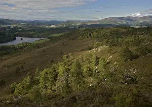 Pinus Sylvestris Images Stampe: Scots Pine trees