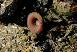 Australian Ocean Creatures Stampe: Segmented worm, Eunice sp. a Segmented worm moving into a burrow