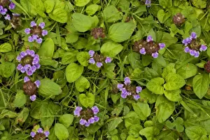 Purple Flowers UK Stampe: Self-heal