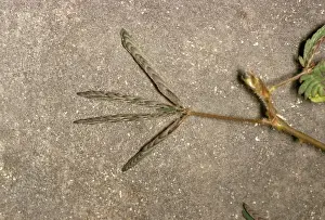 Mimosa Pudica Stampe: Sensitive Plant - after touching, sequence (2 of 2)