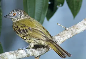 Sharpbill Stampe: Sharpbill