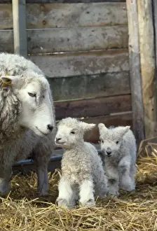Farm Animals Pictures Stampe: Sheep - lambs