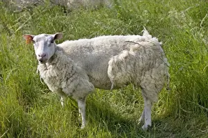 Farm Animals Photography Stampe: Sheep with long wool