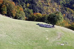 M Watson Wildlife Photographer Stampe: Sheeps - sheltering in the shadow of a tree. Drome Rhone-Alpes France