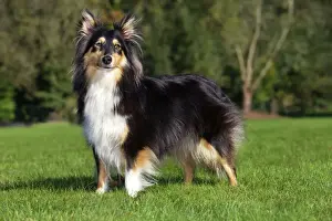 Long Haired Dogs Stampe: Sheltie