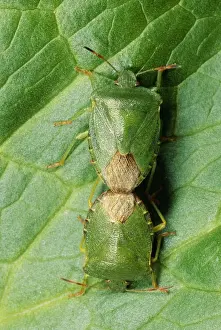 UK Insects Stampe: Shield Bug Pair mating, UK