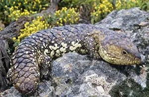 Australian Lizards Stampe: Shingleback Lizard Australia