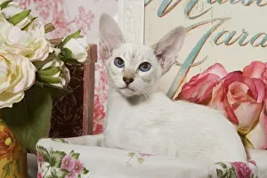 Stampe di La 3885 Gatto Siamese di Jean Michel Labat Prendere nota che le stampate sono destinate solo a scopi di visualizzazione personale e potrebbero non essere riprodotte in alcun modo Siamese Stampe: Gatto Siameso